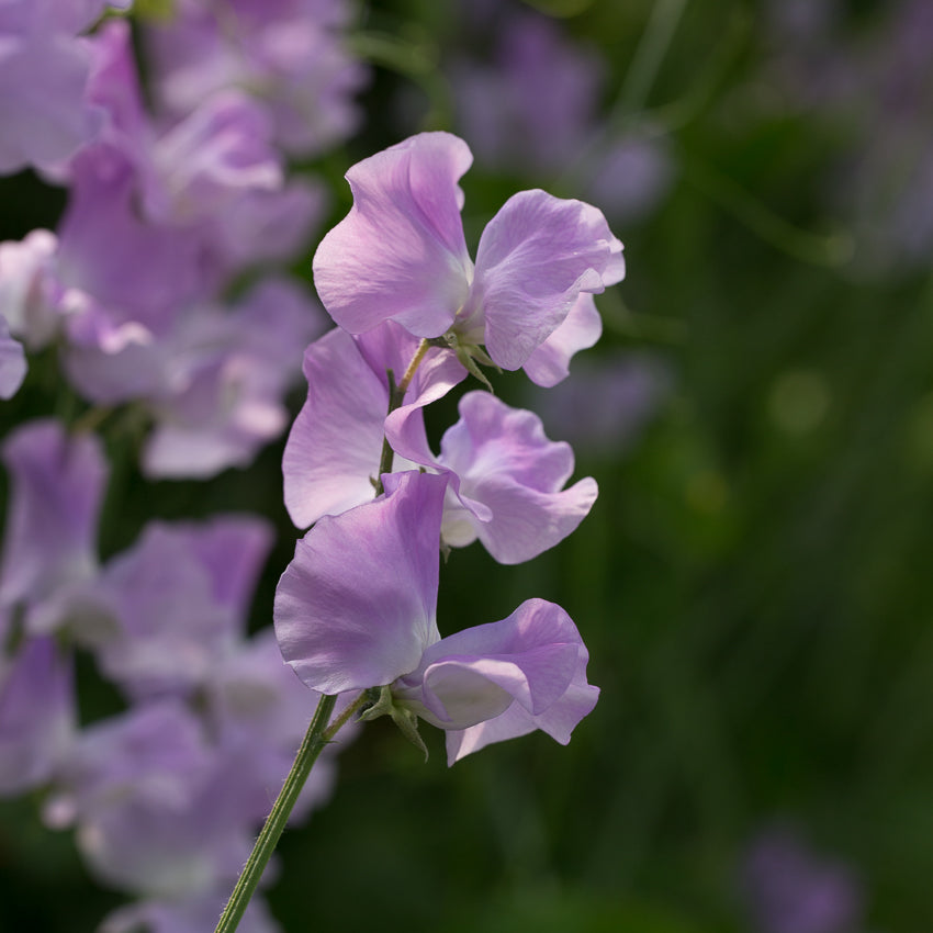 Sweet Pea Lynn Davey – Floret Library