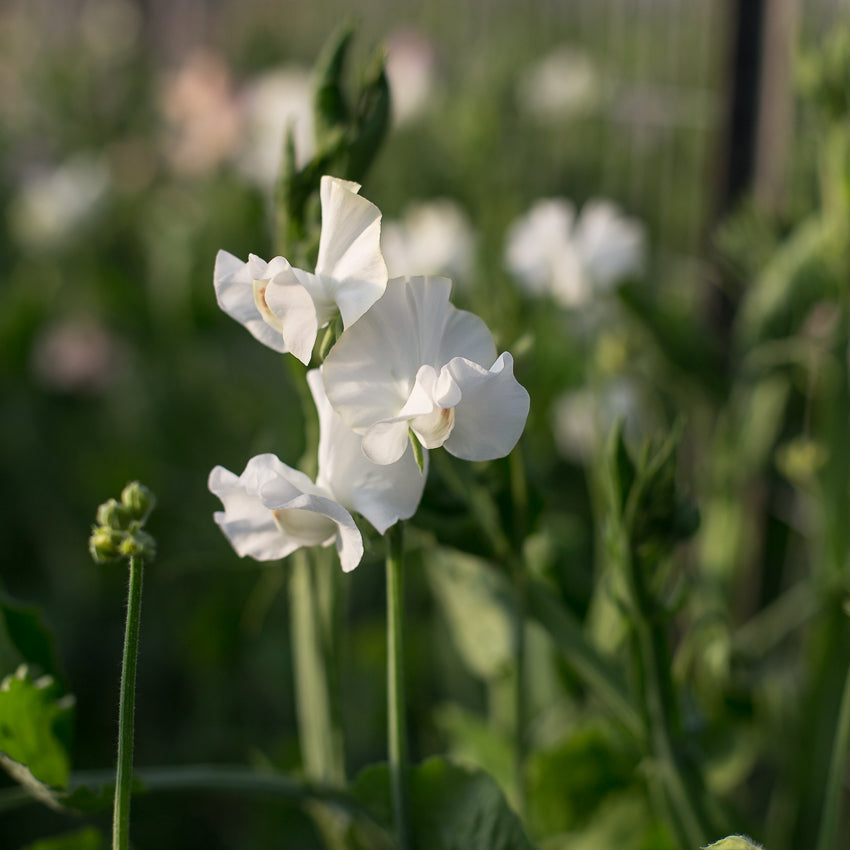 Sweet Pea White Supreme – Floret Library