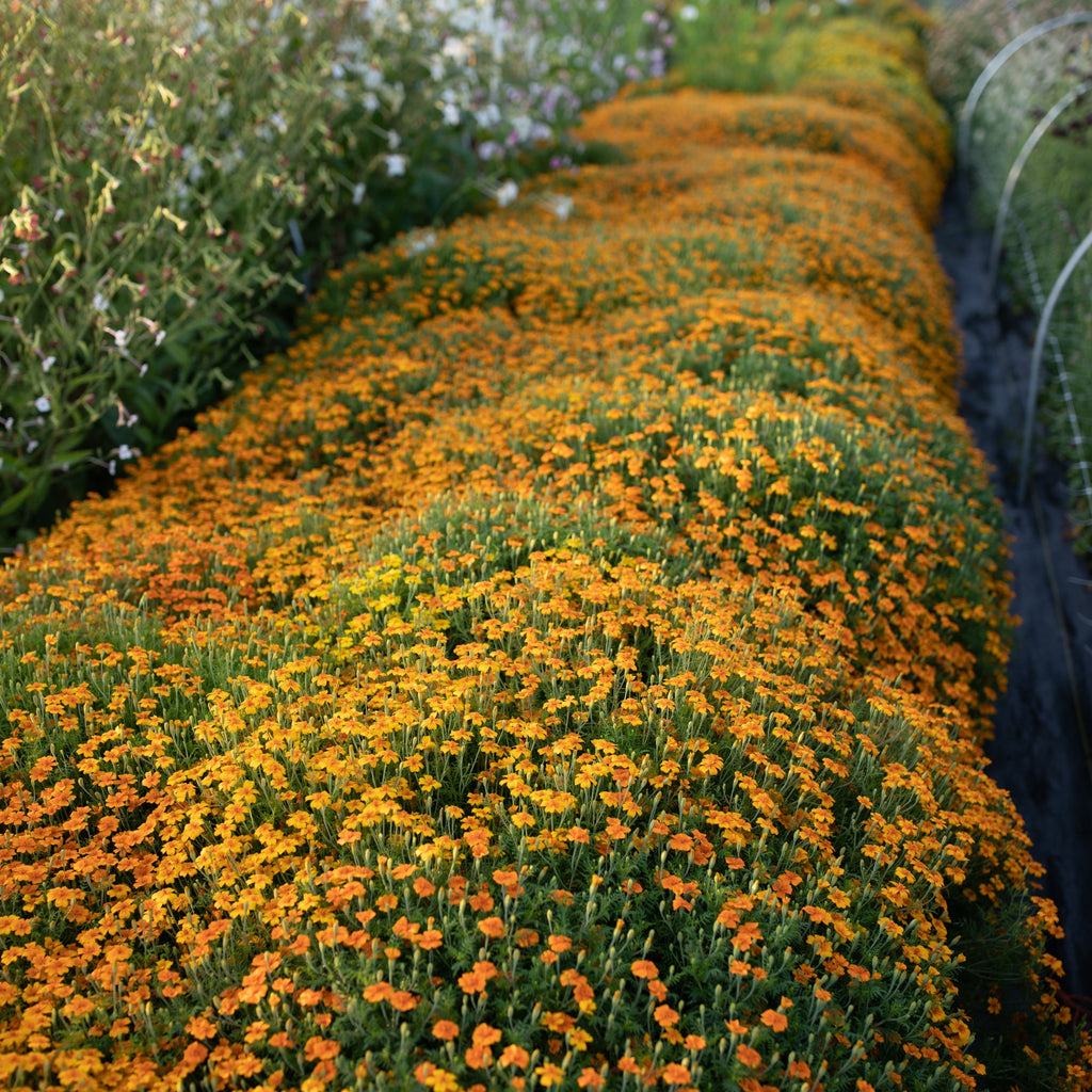tangerine gem marigold seeds Marigold Tangerine Gem – Floret Library