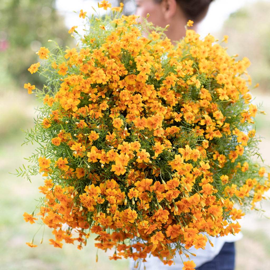 tangerine gem marigold seeds Marigold Tangerine Gem – Floret Library