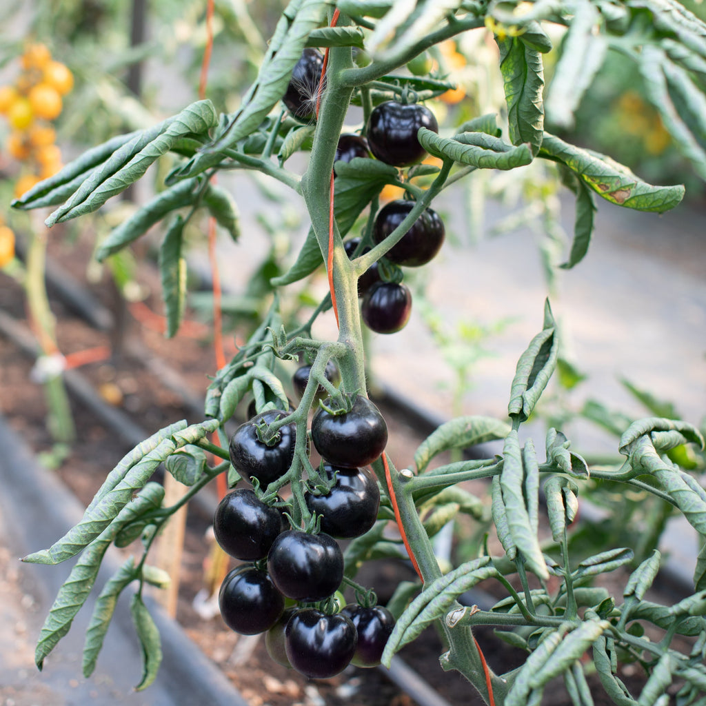indigo rose tomato seed Tomato Indigo Rose – Floret Library