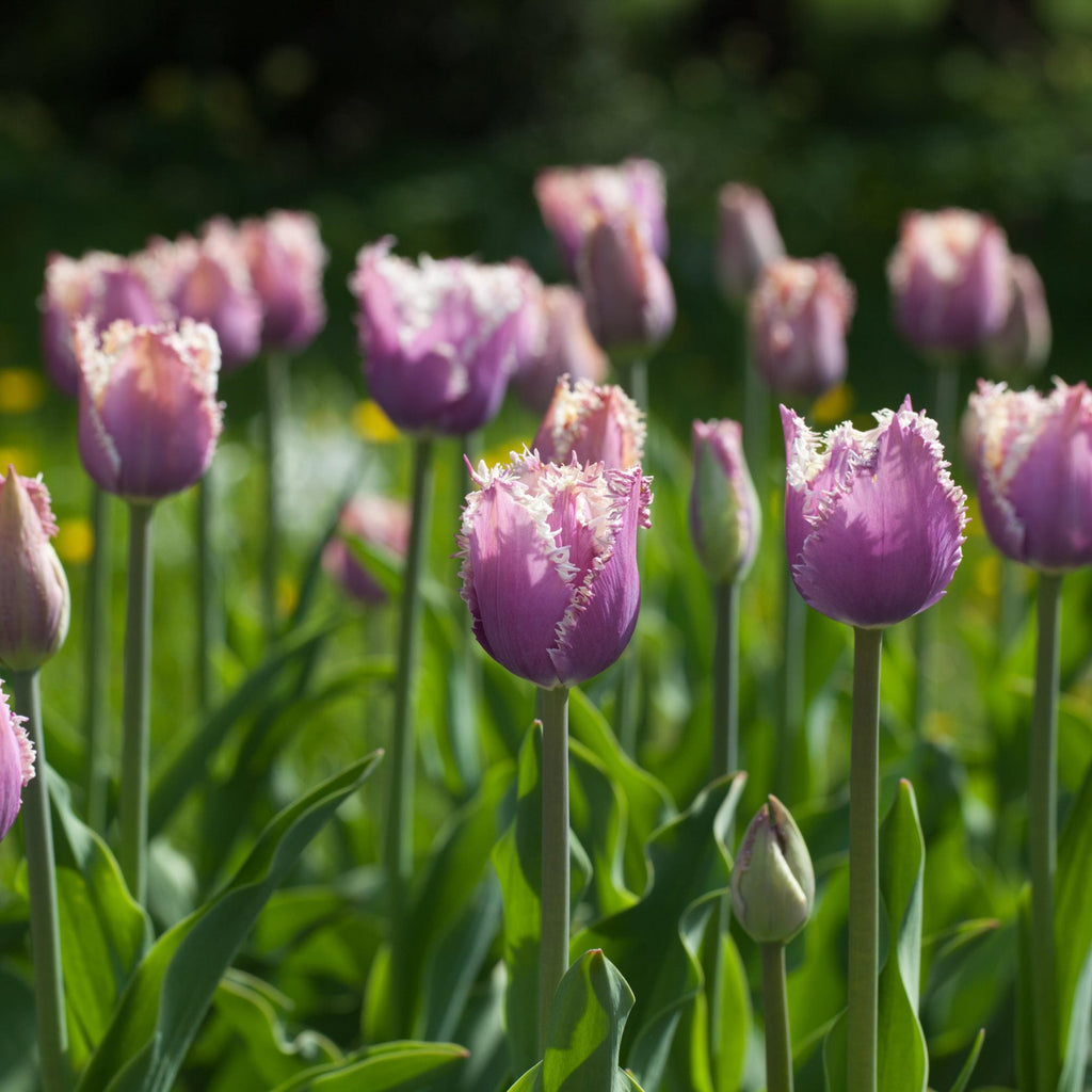 Tulip Cummins – Floret Library