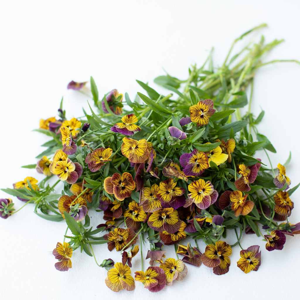 Viola Tiger Eye – Floret Library