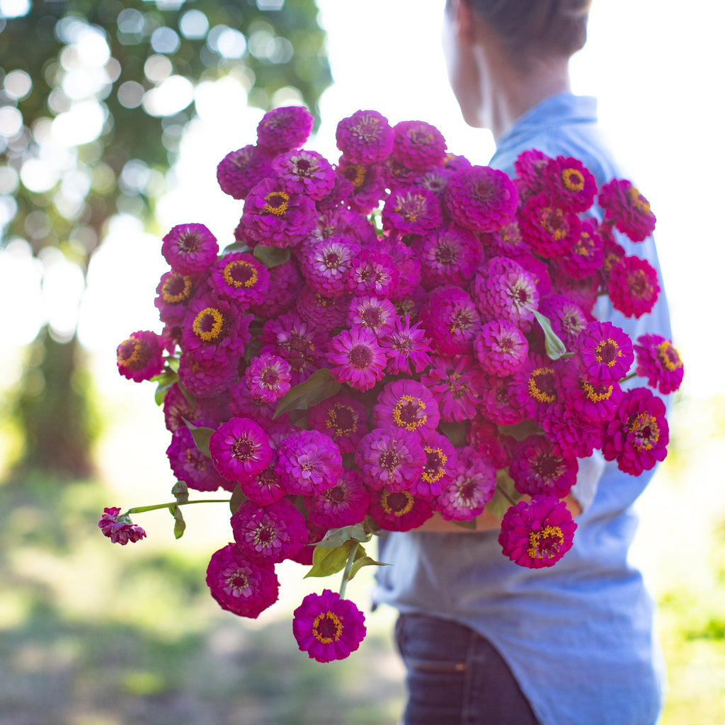 Zinnia Oklahoma Carmine – Floret Library