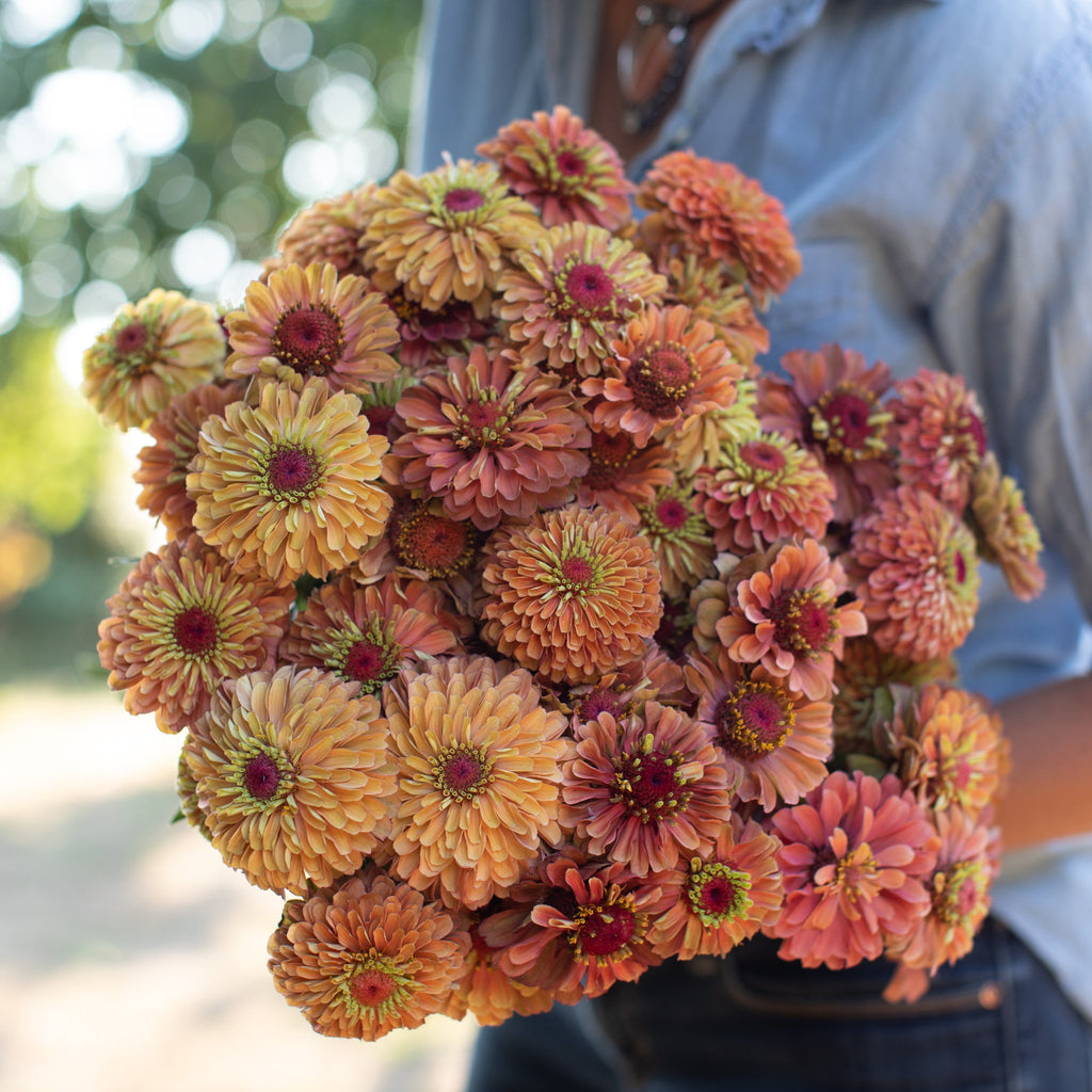 Zinnia_Queen_Lime_Orange-