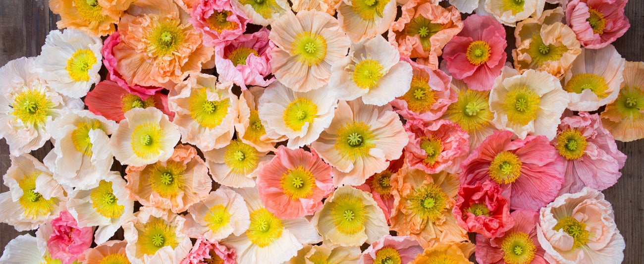 An overhead of Iceland Poppies