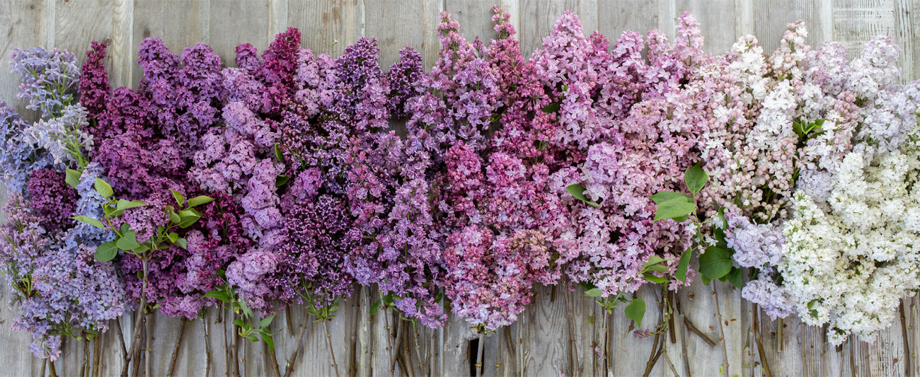 Overhead of lilac blooms
