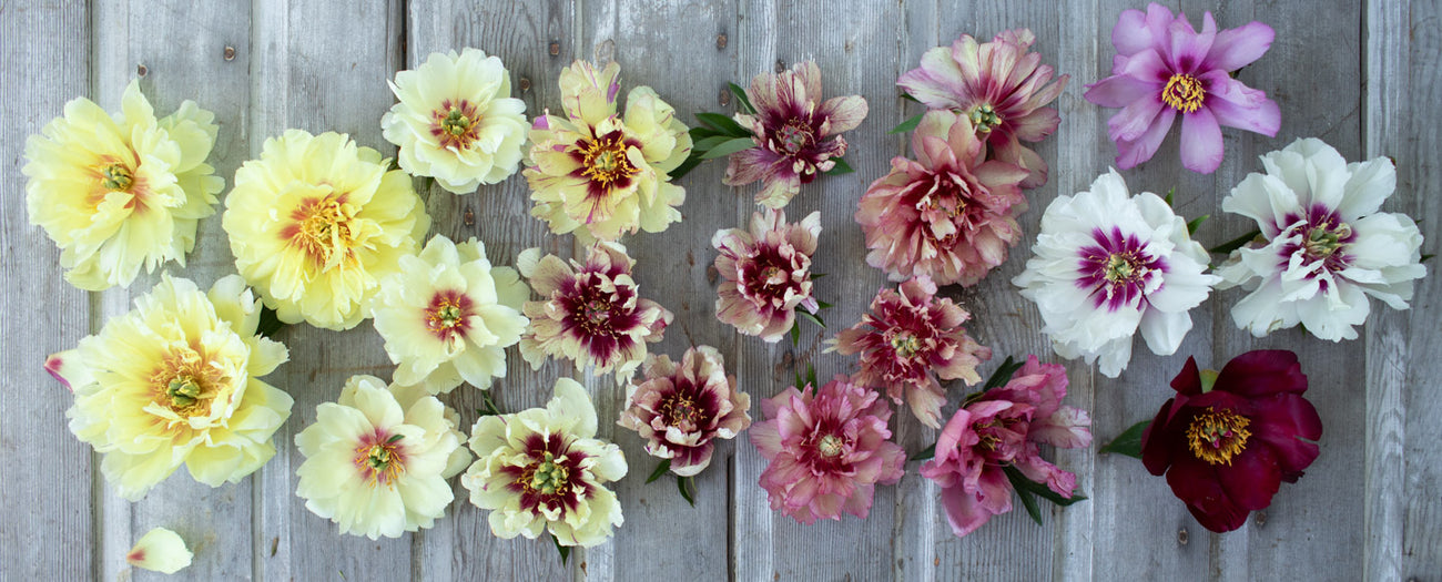 An overhead of itoh peonies