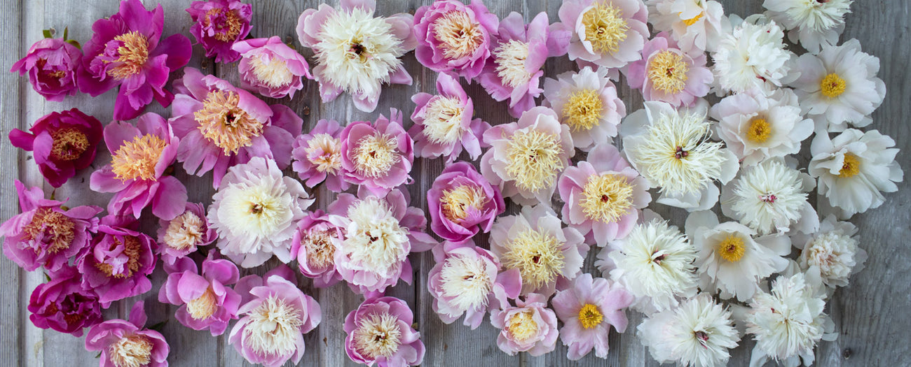 An overhead of single and Japanese peonies