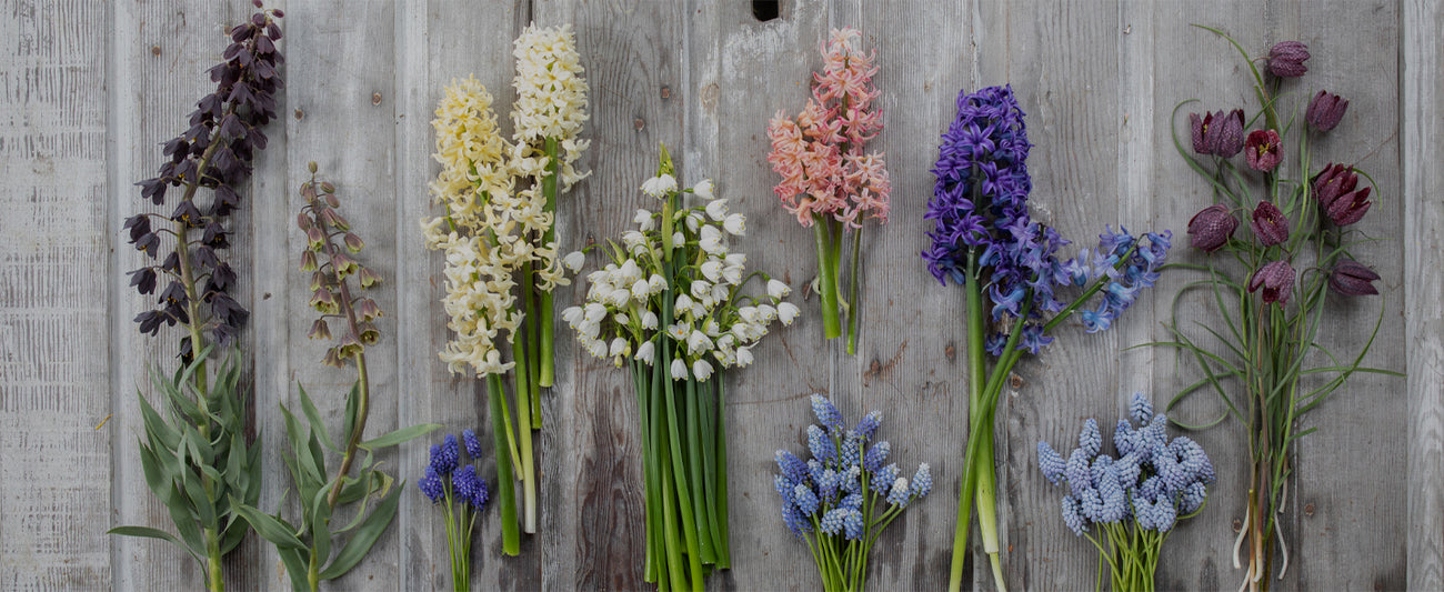 An overhead of bunches of specialty bulb flowers