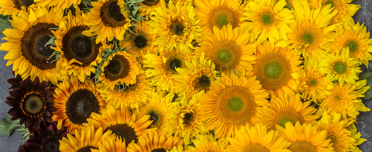 Overhead of sunflowers