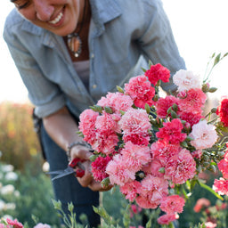 Old Fashioned Carnations for Cutting