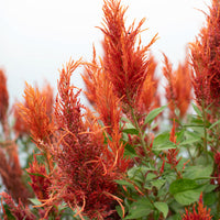 A close up of Celosia Autumn Blaze