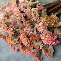 A close up of Celosia Dusty Rose