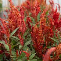 A close up of Celosia Glowing Embers