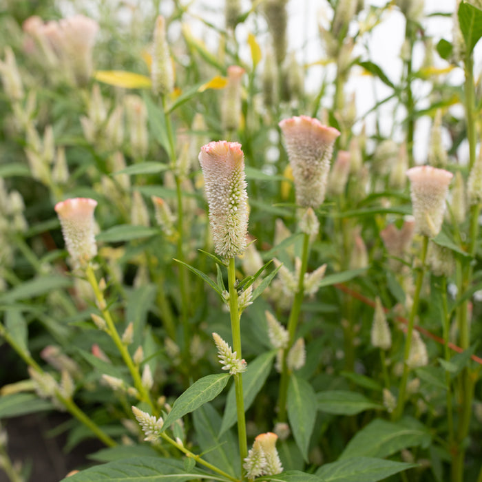 A close up of Celosia Pink Chenille