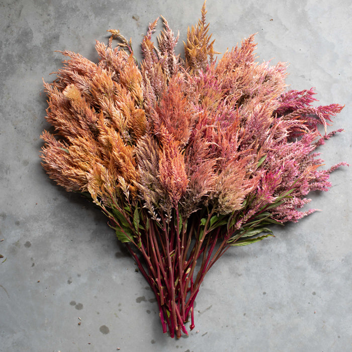 An overhead of Celosia Rose Gold