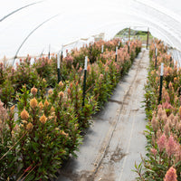 Celosia Rose Gold growing in the field