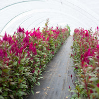 Celosia Sangria Mix growing in the field