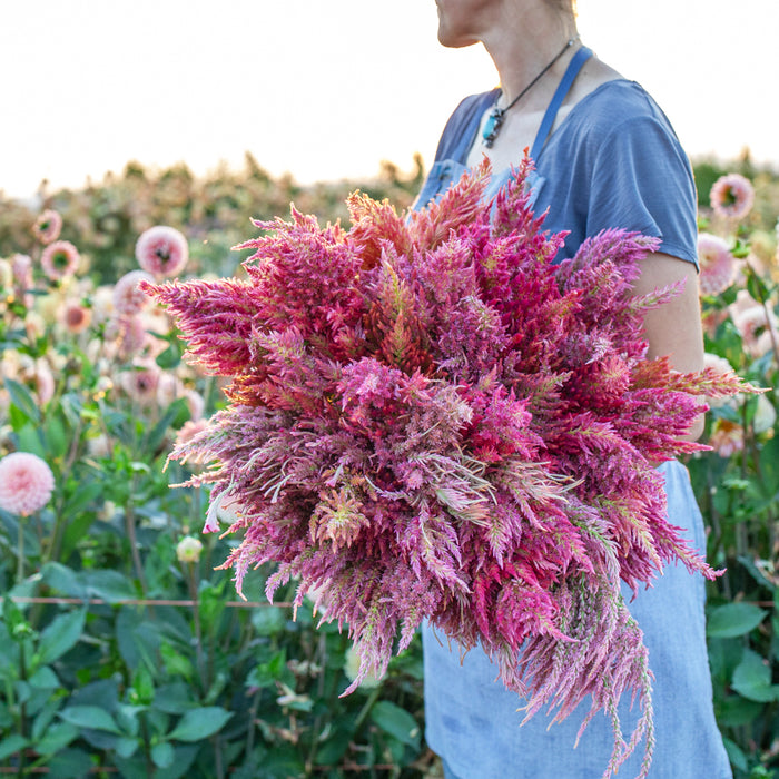 celosia seed planting depth Celosia Summer Sherbet – Floret Library