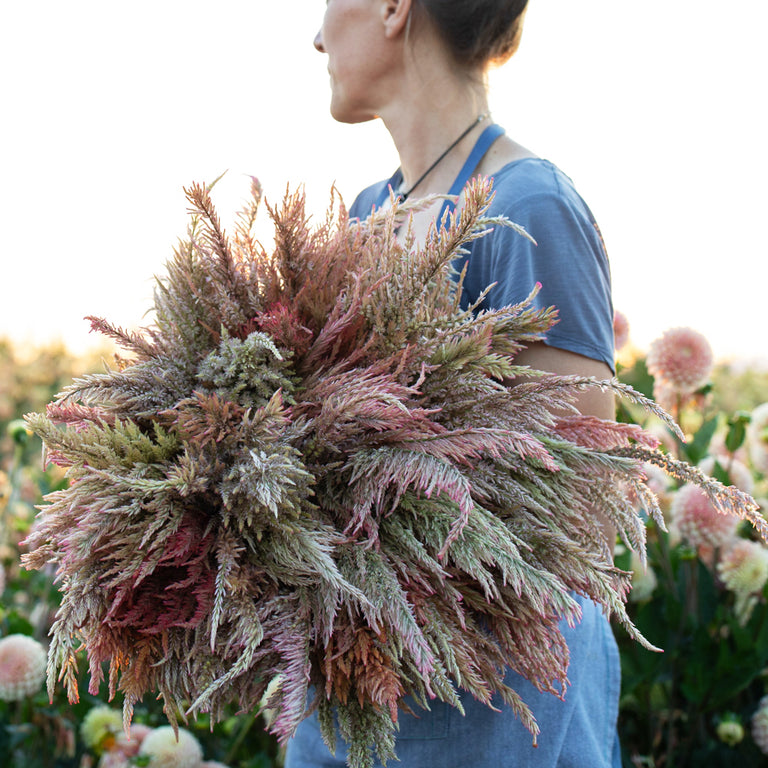 An armload of Celosia Vintage Rose