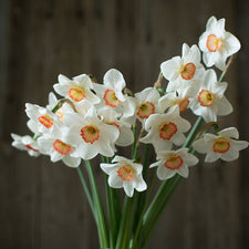 Narcissus Coral Light