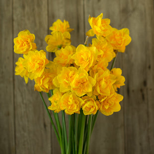 Narcissus Queen’s Day