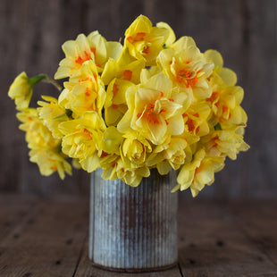 Bouquet of daffodil 'Tahiti' in a rustic metal vase on a wooden surface.