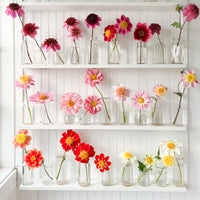 Dahlia Cancan Girls blooms in vessels