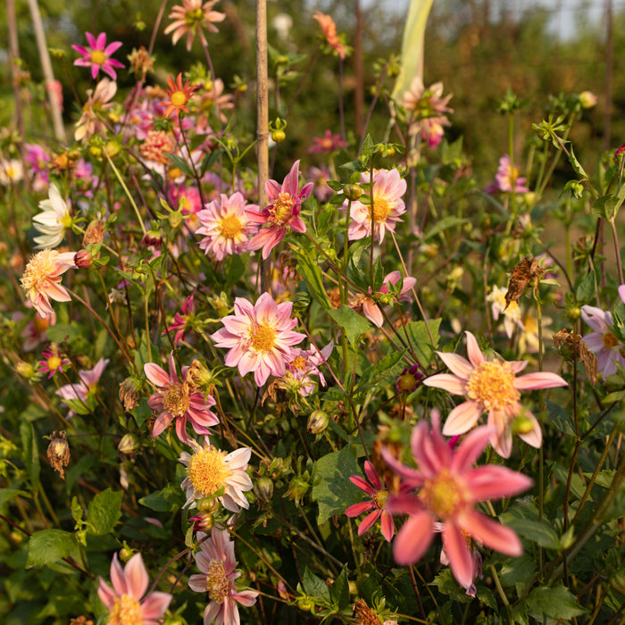 dahlia seeds floret Dahlia Petite Florets – Floret Library