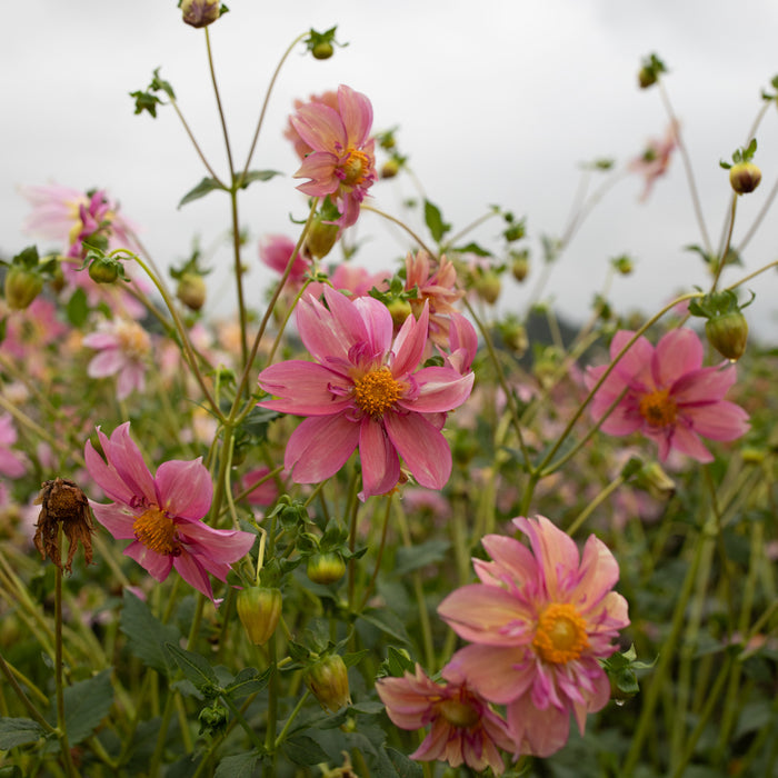 dahlia seeds floret Dahlia Petite Florets – Floret Library