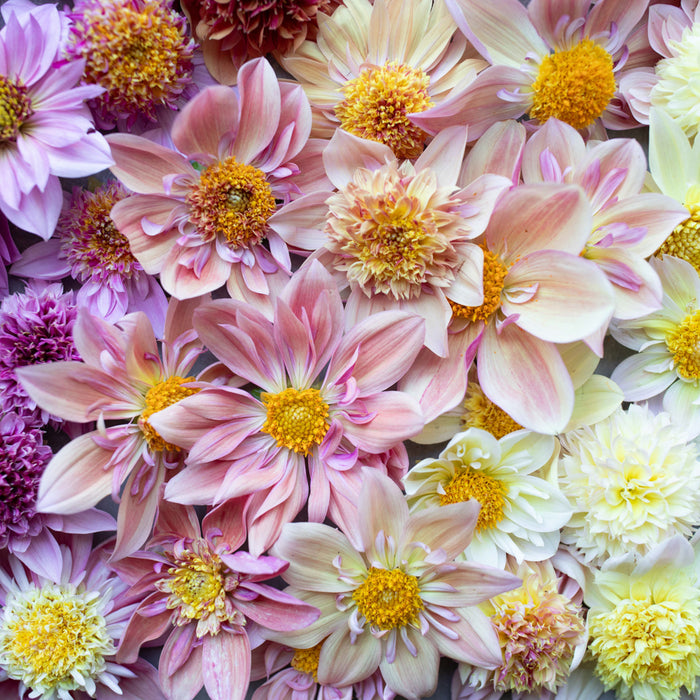 dahlia seeds for sale floret Dahlia Petite Florets – Floret Library