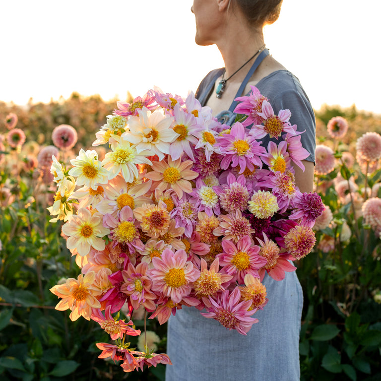 dahlia seeds floret Dahlia Petite Florets – Floret Library