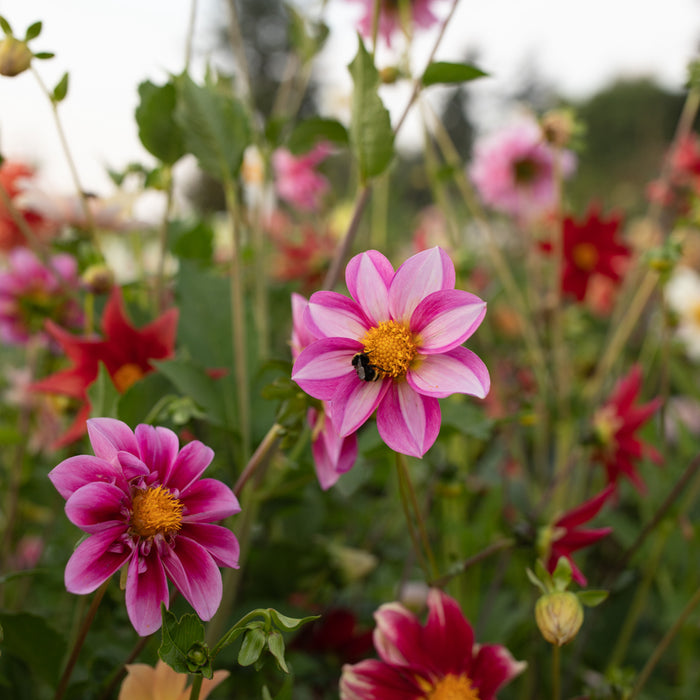 Dahlia Shooting Stars growing in the field