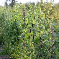 Pea Amethyst Beauty growing in the field