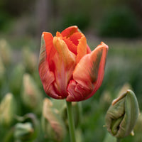 A close up of Tulip Avignon Parrot
