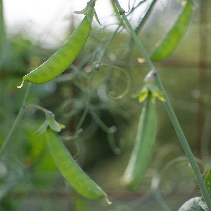 succulent that looks like pea pods Pea Magnolia Blossom – Floret Library