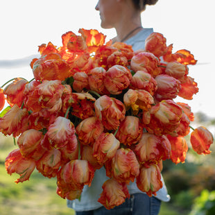 An armload of Tulip Parrot King