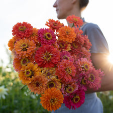An armload of Zinnia Day Glow Mix