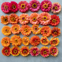 An overhead of Zinnia Day Glow Mix blooms