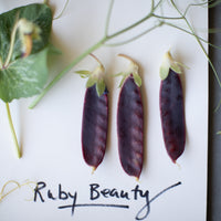A close up of Pea Ruby Beauty