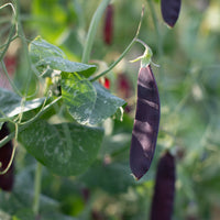A close up of Pea Ruby Beauty
