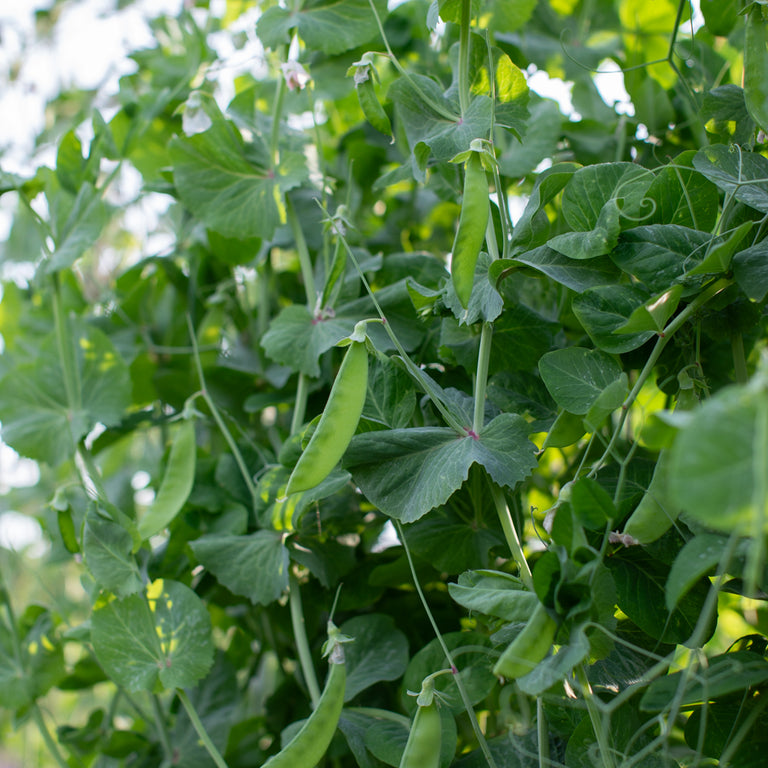 Pea Spring Rose – Floret Library