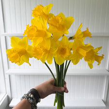 A handful of Narcissus ‘Arkle’.