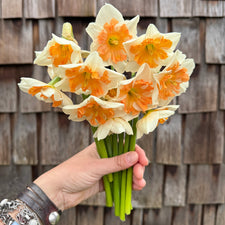 A handful of Narcissus ‘Astropink’.