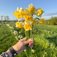 A handful of Narcissus ‘Caramel Latte’.