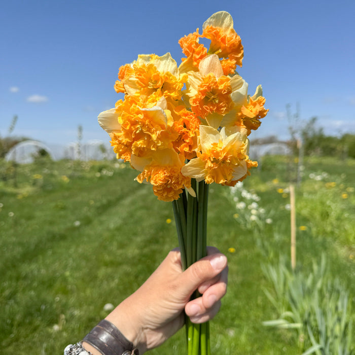 A handful of Narcissus ‘Caramel Latte’.