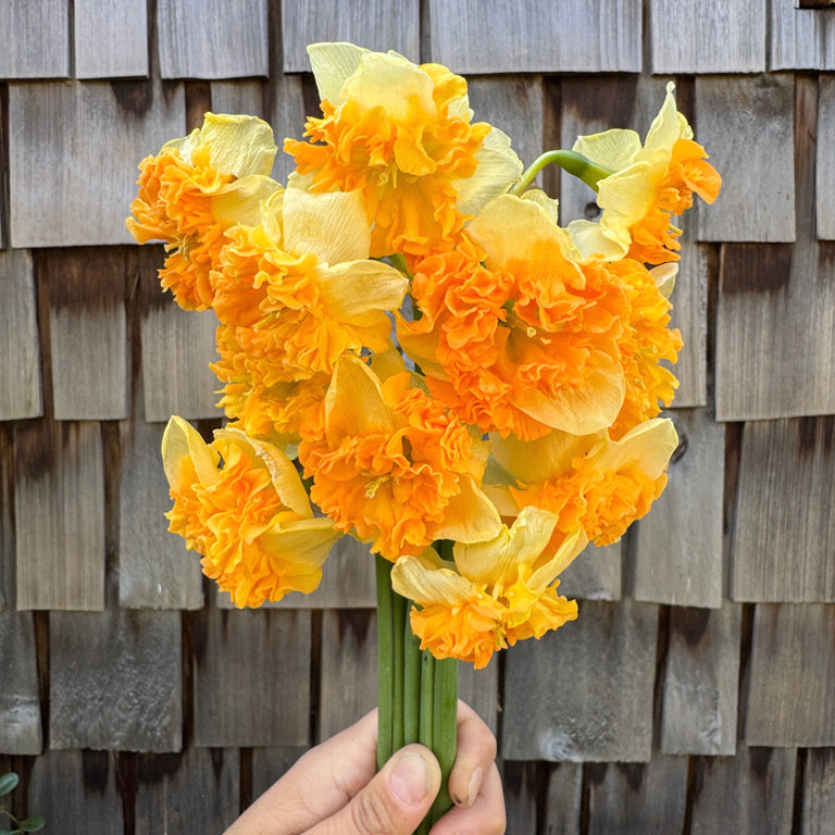 A handful of Narcissus ‘Caramel Latte’.
