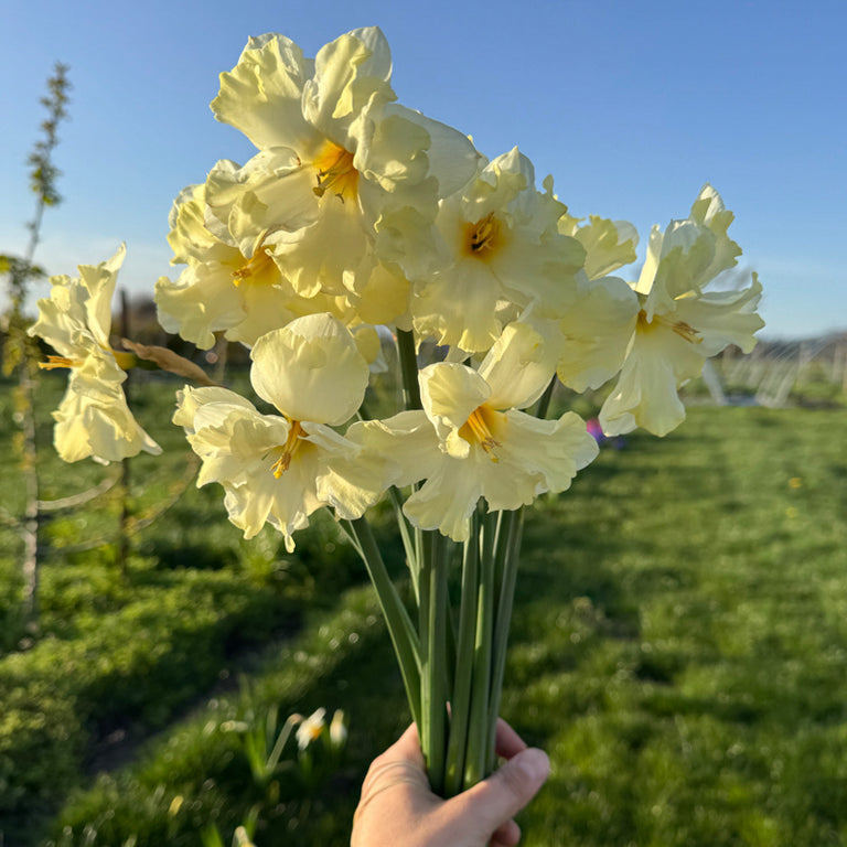 A handful of Narcissus ‘Cassata’.