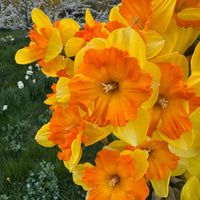 A close up of Narcissus ‘Congress’.
